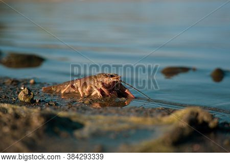Freeing Bulgarian Astacus Astacus, Crayfish, On The Shore Of A Lake.