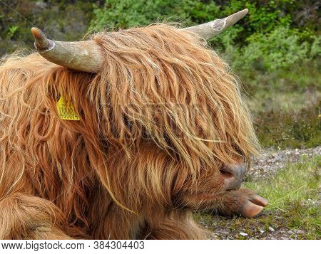 A Shaggy Ginger Highland Cow In Scotland