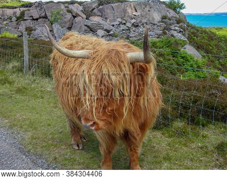 A Shaggy Ginger Highland Cow In Scotland