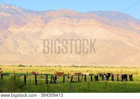 Cow Skins Hanging On A Rustic Wooden Fence Surrounded By Grazing Cows On Grasslands With Barren Moun