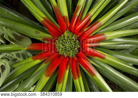 Fascicularia Bicolor, Family Bromeliaceae In The Botanical Garden.