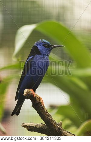 Red-legged Honeycreeper (cyanerpes Cyaneus) On A Branch At The Zoo.