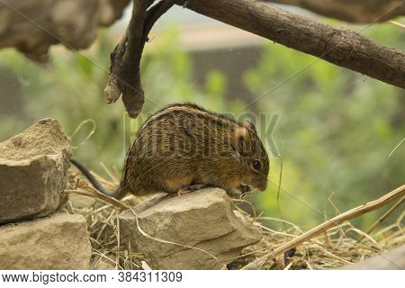 The Four-striped Grass Mouse  (rhabdomys Pumilio) In Zoo.