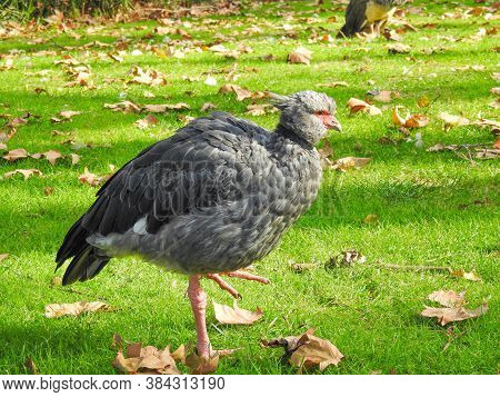 A Southern (or Crested) Screamer Standing On One Leg