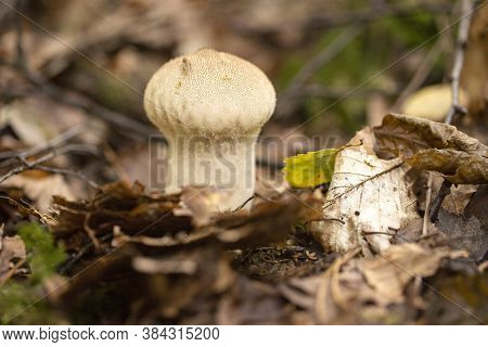 Mushroom Pear-shaped Puffball (lycoperdon Pyriforme), Gray - White Grows In A Forest