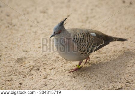 The Crested Pigeon  (ocyphaps Lophotes) In Zoo.