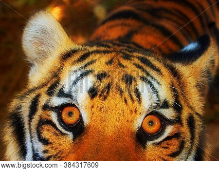 Tiger Waiting For Food In Subic Bay Philippines.