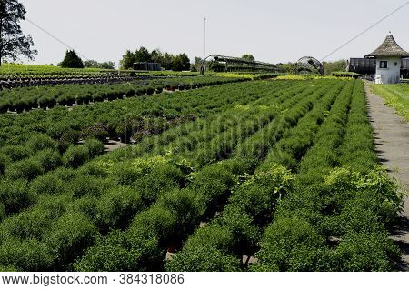 Watering Flowers Pump Sprinkelr Water Dreen System