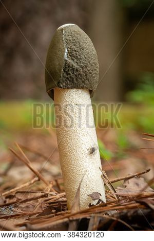 A Ravenel's Stinkhorn(phallus Ravenelii), A Phallic Shaped Odorous Mushroom, Growing From Mulch. Nor