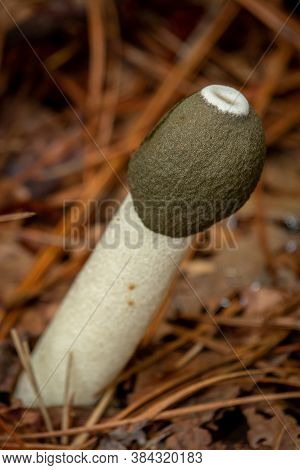 Close Up Of A Ravenel's Stinkhorn(phallus Ravenelii), A Phallic Shaped Odorous Mushroom, Growing Fro