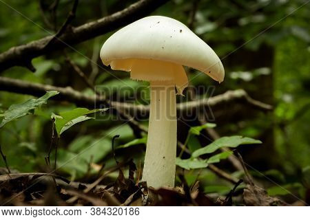 An Eastern Destroying Angel Grows Tall In The Forest. This Species Is Extremely Toxic To Humans. Ral