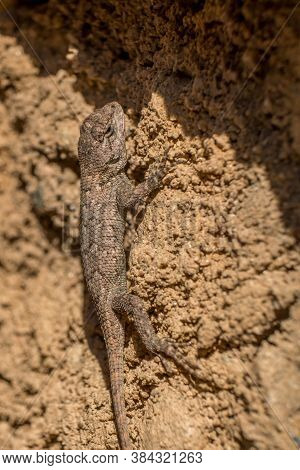 An Eastern Fence Lizard Skitters Up A Brick Wall. Piedmont Of North Carolina.