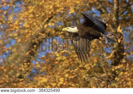 Eagle Flying With Fish In Its Claws, Alcon Hunting Fish