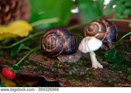 Large Snails Crawling Along The Bark Of A Tree. Burgudian, Grape Or Roman Edible Snail From The Heli