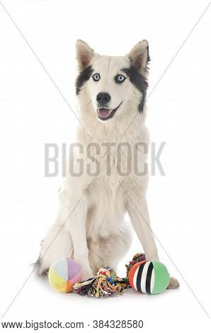 Yakutian Laika In Front Of White Background