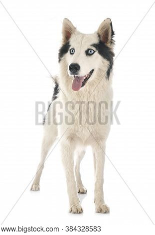 Yakutian Laika In Front Of White Background