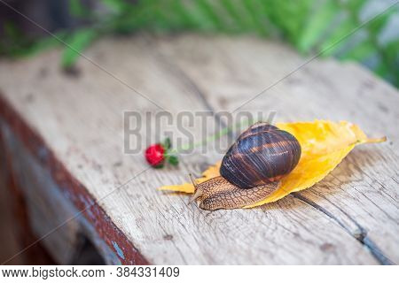 Big Snail On The Tree. Burgudian, Grape Or Roman Edible Snail From The Helicidae Family.