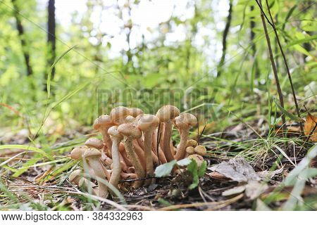 Honey Fungus (armillaria Mellea) Grow On The Ground In A Deciduous-coniferous Forest. A Group Of Edi