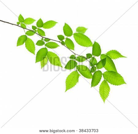 Green Branch Isolated