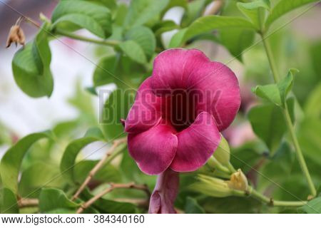 Red Savlon Mandevilla Flower On The Branch Of Green Tree. The Brilliant Mandevilla Flowers Add A Tro