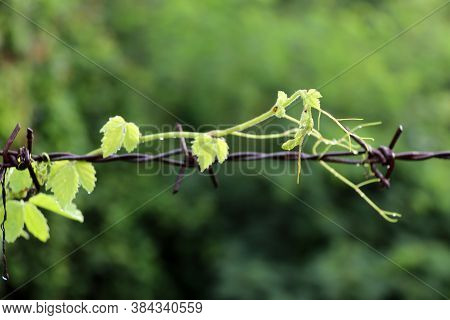 Green Top Wood Of Creeper Tree, Creeping On The Rusty Barbed Wire With Out Focus Green Tree Backgrou