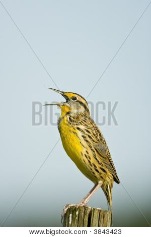 Meadowlark 울타리 게시물에서 호출