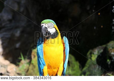 Macaw Bird Perched On The Dry Timber With Nature Background. It Is A Large Long-tailed Parrot With B