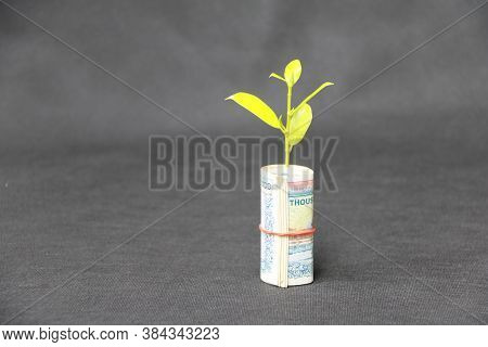 Rolled Banknote Money Ten Thousand Myanmar Kyats And Young Plant Grow Up With Dark Grey Floor And Ba
