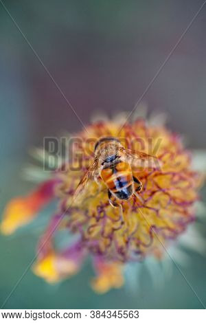 Hoverfly On Yellow Senotainia Tricuspis Dandelion Flower Syrphidae