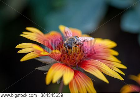 Hoverfly On Yellow Senotainia Tricuspis Dandelion Flower Syrphidae