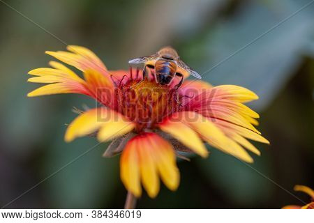 Hoverfly On Yellow Senotainia Tricuspis Dandelion Flower Syrphidae
