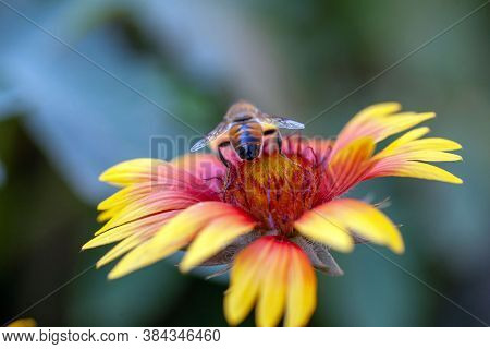 Hoverfly On Yellow Senotainia Tricuspis Dandelion Flower Syrphidae
