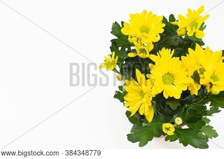Beautiful Bouquet Of Yellow Chrysanthemum On White Background.