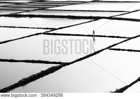 Çorum- A Worker Circulating Among Rice Paddies In Turkey