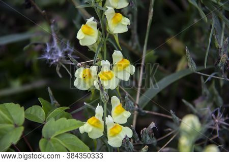 Wild Perennial Toadflax. Herbaceous Perennial Plant Species In The Genus Toadflax. Beautiful Yellow 