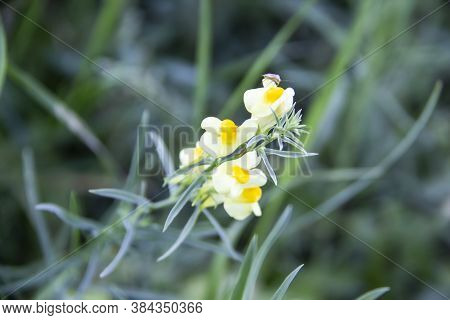 Wild Perennial Toadflax. Herbaceous Perennial Plant Species In The Genus Toadflax. Beautiful Yellow 