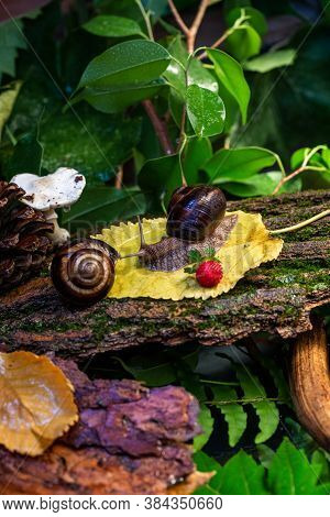 Large Snails Crawling Along The Bark Of A Tree. Burgudian, Grape Or Roman Edible Snail From The Heli