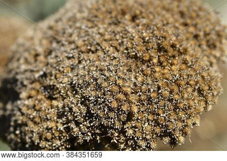 Gold Plate Yarrow Seed Head - Latin Name - Achillea Filipendulina Gold Plate