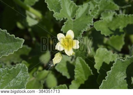 Squirting Cucumber - Latin Name - Ecballium Elaterium