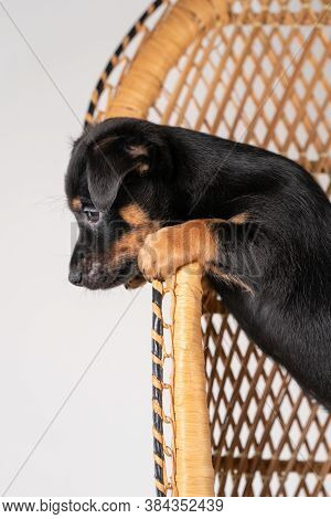 A Portrait Of A Cute Jack Russel Terrier Puppy, Standing On Hind Legs On A Rattan Chair, Part Of Bod