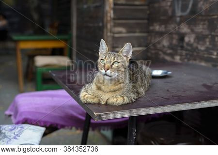 Close Up Of Domestic Cat. Domestic Cat Portrait. Close Up Of Cat On Table. Cat Laying On Table. Clos