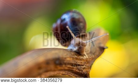Large Snail On A Tree Branch. Burgudian, Grape Or Roman Edible Snail From The Helicidae Family. Air-