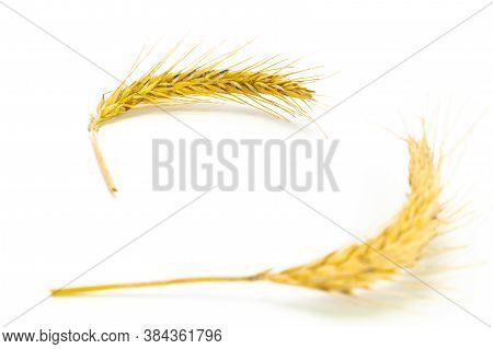 Barley Malt. Whole, Barley, Harvest Wheat Sprouts. Wheat Grain Ear Or Rye Spike Plant Isolated On Wh