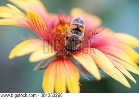 Hoverfly On Yellow Senotainia Tricuspis Dandelion Flower Syrphidae