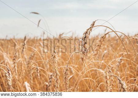 Wheat Field And Sunny Day. Ripe Ears Of Wheat. Blue Sky With Clouds. Summer Harvest Of Ripe Wheat. G