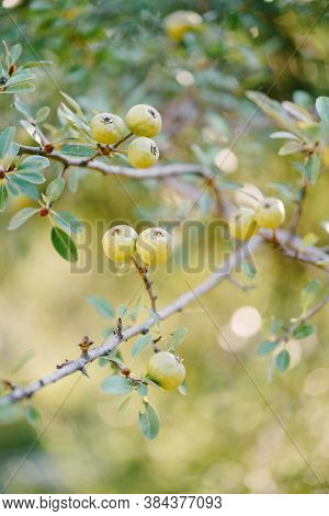 Small Green Apples On Tree Branches In The Garden.