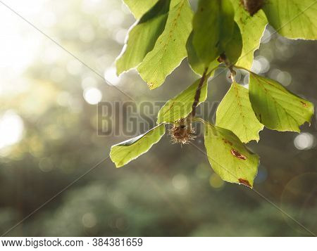 Close-up Of A Beechnut In Backlight, Seasonal Background With Space For Text