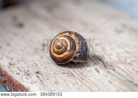 Big Snail On The Tree. Burgudian, Grape Or Roman Edible Snail From The Helicidae Family. Air-breathi