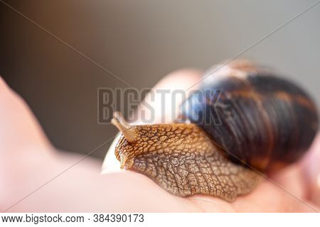 A Large Snail On A Human Hand. Pet, Cosmetology And Useful Properties. A Snail From The Helicidae Fa