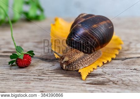 A Large Snail On A Tree Feeds On A Face Of A Strawberry. Burgudian, Grape Or Roman Edible Snail From